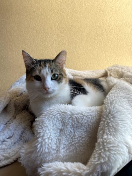 Clinique Veterinaire Vet'Ecusson — photo