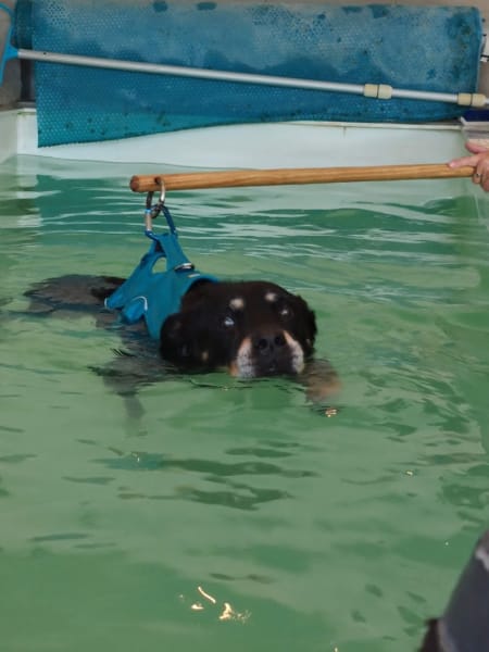 Aquanimaux — photo
