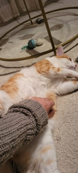 Marion Fontanarava - Comportementaliste Chat Et Chien, Pet-Sitter, Masseuse Bien-Être — photo
