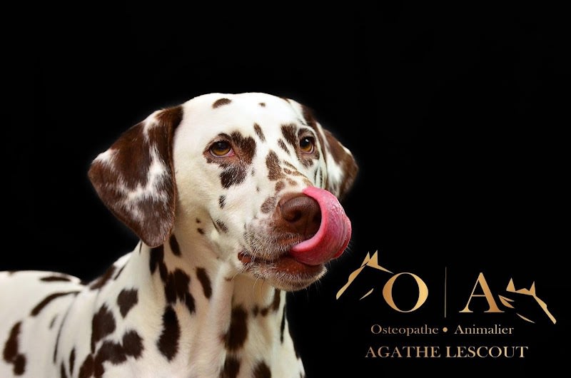 Agathe Lescout Ostéopathie animale Bordeaux — photo