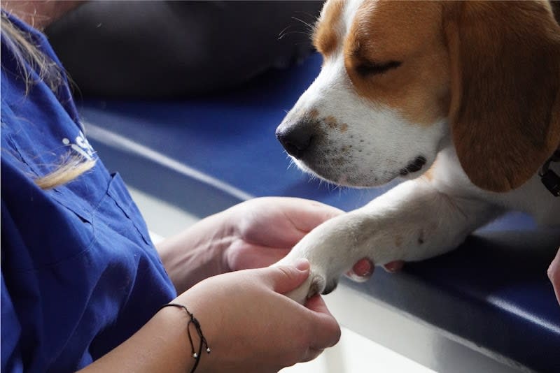 Clinique Pédagogique d'Ostéopathie Animale - ISEMA Bordeaux — photo