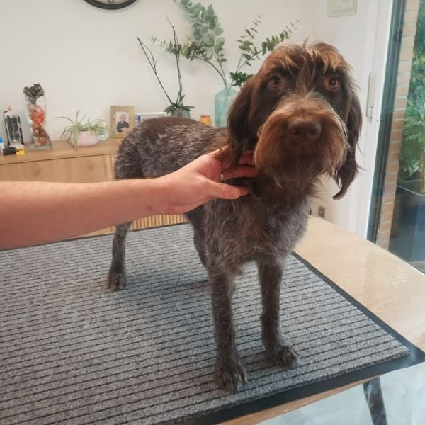 kiné animal - Maes Anne-Sophie - kinésithérapeute et ostéopathie canine (chien) — photo
