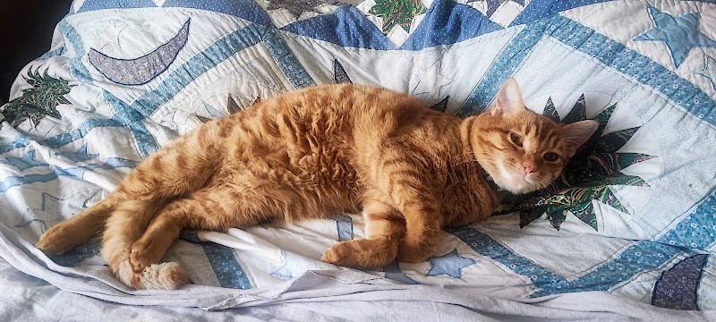 Mon animal et Moi — photo