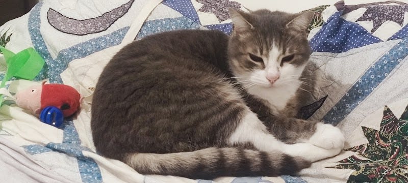 Mon animal et Moi — photo