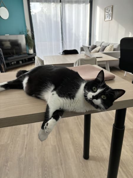 Entre Chat & Moi | Stéphanie Le Gendre, Comportementaliste félin, spécialiste de la relation chat-humain — photo