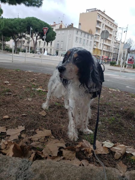 Mélyssa Cristofori - Comportementaliste animalier et pet-sitter — photo