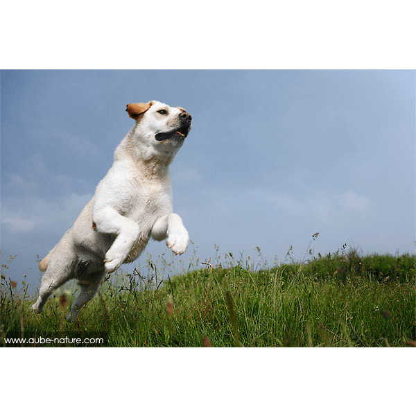 Masseur canin, Windy MESSIKA — photo