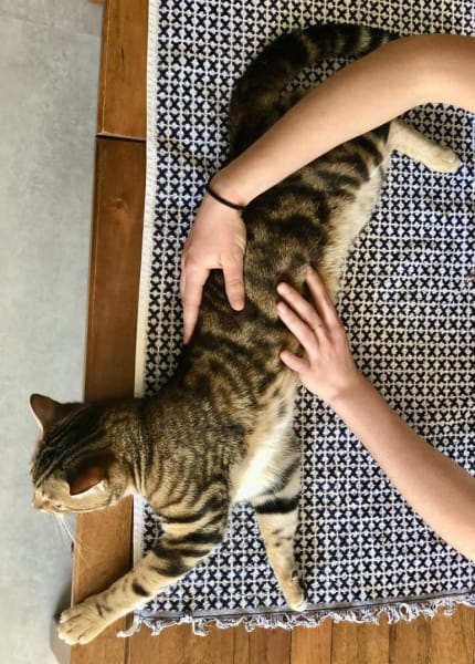 Manon DOULCIER Ostéopathe Animalier (équin canin félin bovin) — photo