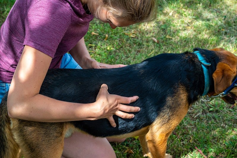 La Forme à 4 Pattes - Massage & Renforcement Musculaire Chiens et Chevaux — photo