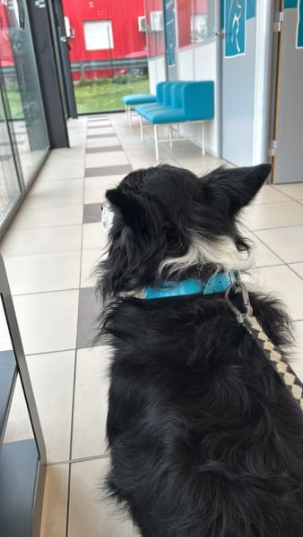 🏥🐾 Clinique vétérinaire des Ducs de Bourgogne — photo