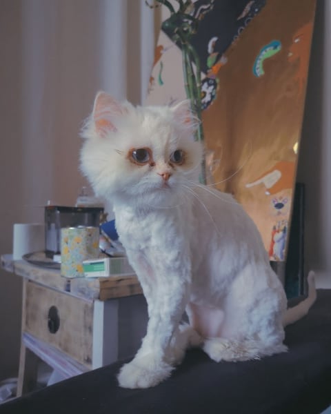 Gwendog Toilettage — photo