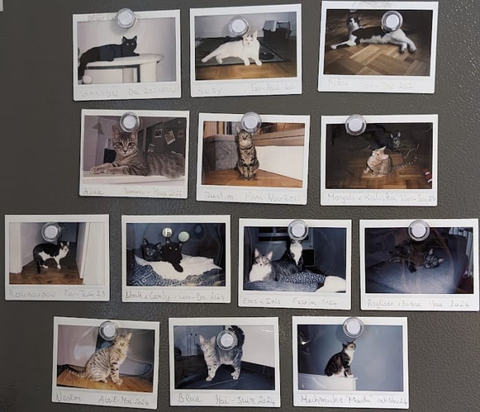 Club de Défense des Animaux Paris 12 — photo