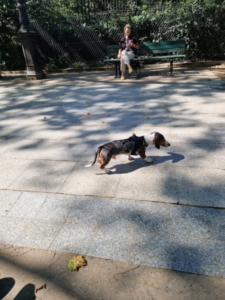 Espace canin du Mail Pierre Desproges — photo