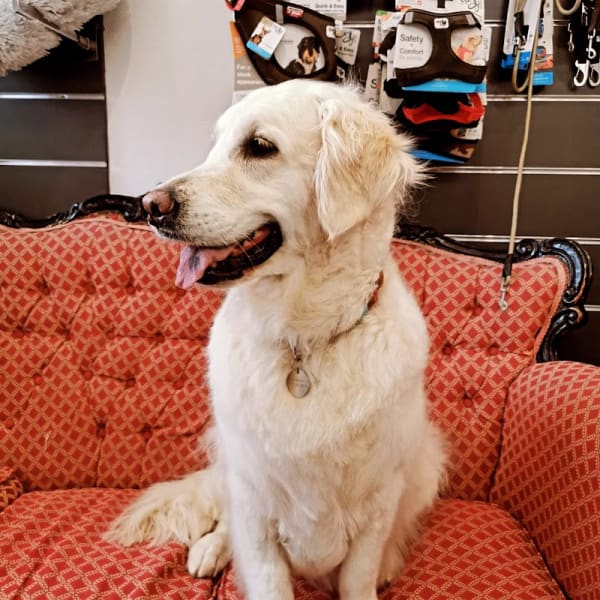 Boutique UN CHIEN UN CHAT toilettage chiens et chats — photo