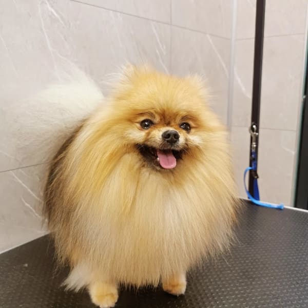 Boutique UN CHIEN UN CHAT toilettage chiens et chats — photo