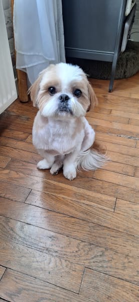 Ac'tifs Canin — photo