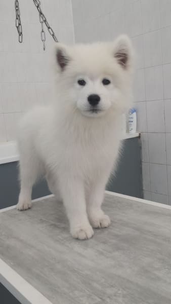 Ac'tifs Canin — photo