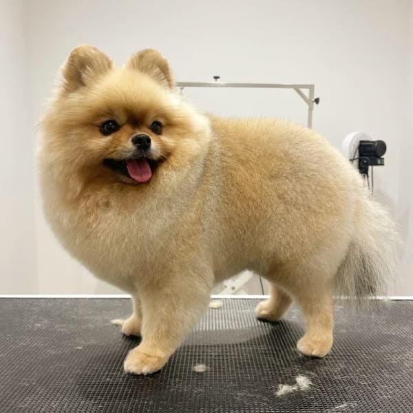 Tout Beau Tout Chien Salon de toilettage Chiens et Chats — photo