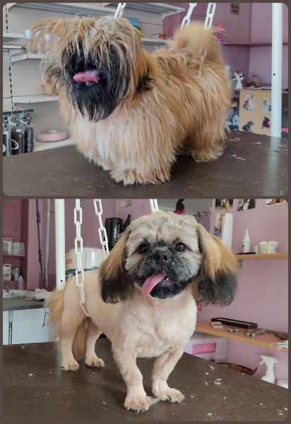 Le Chien Beaute — photo