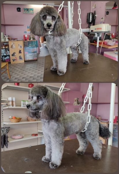 Le Chien Beaute — photo