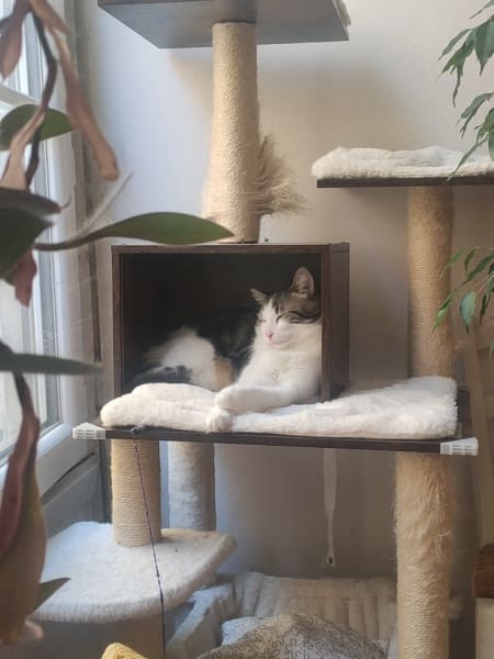 La Société Protectrice des Animaux (SPA) - Refuge de Lyon-Marennes — photo