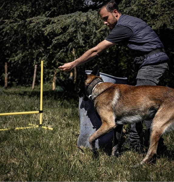Comme Cha et Chiens — photo