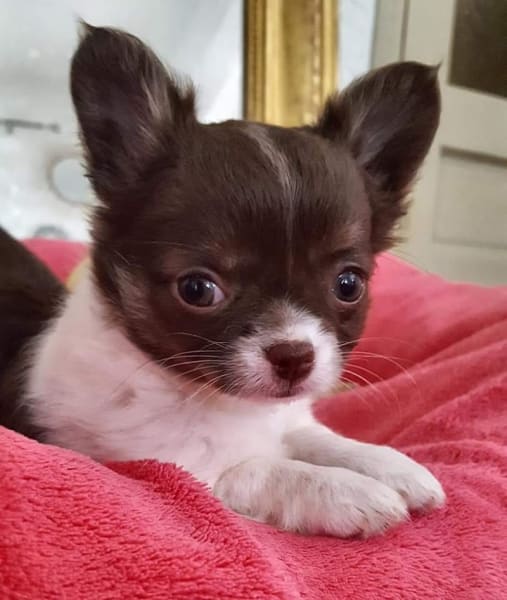 Atout Chien Chat NAC ❤️ Virginie — photo