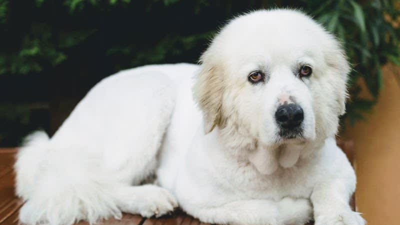 Nina DOG — photo
