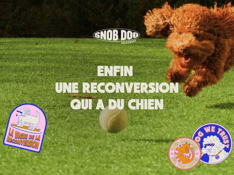 Snob Dog Academy — photo
