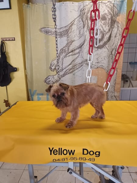 Yellow Dog — photo