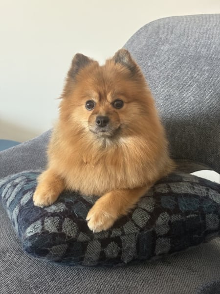 Estheti'chien — photo
