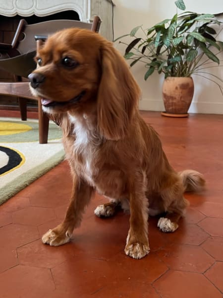 Estheti'chien — photo