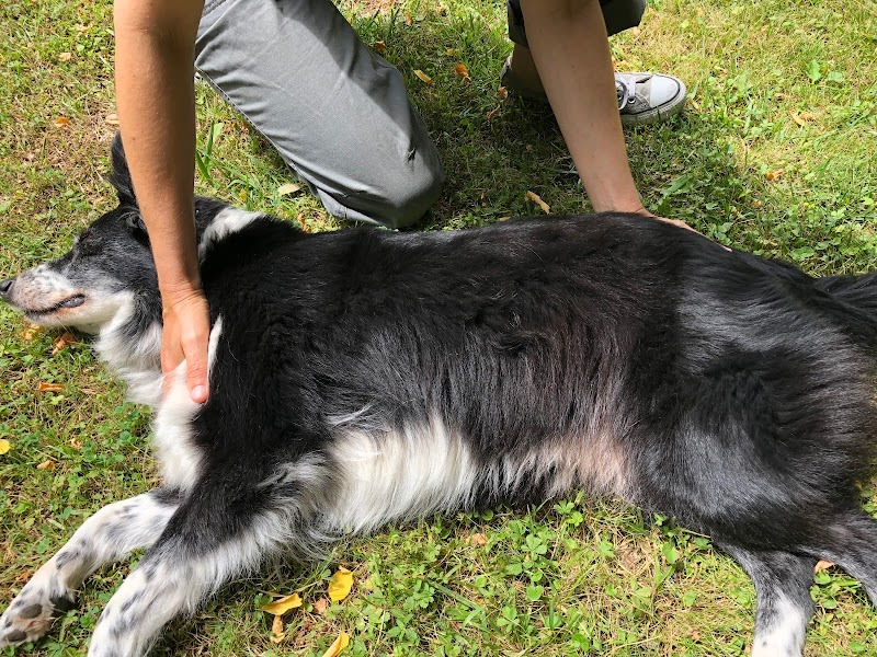 CANIS WELLNESS — photo