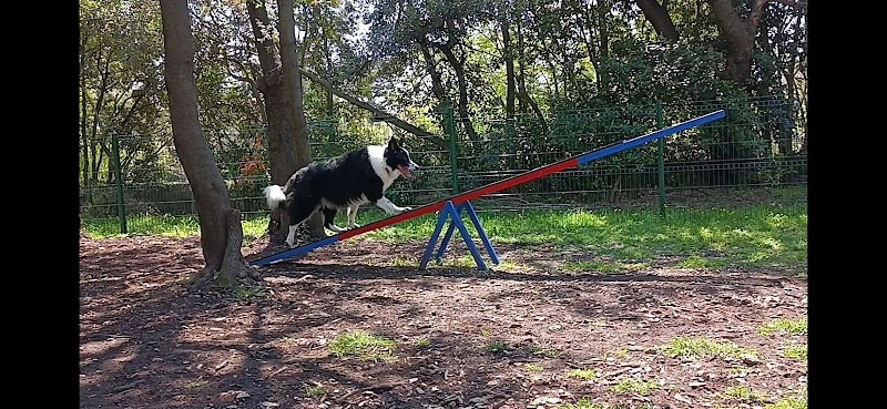 parc à chien — photo