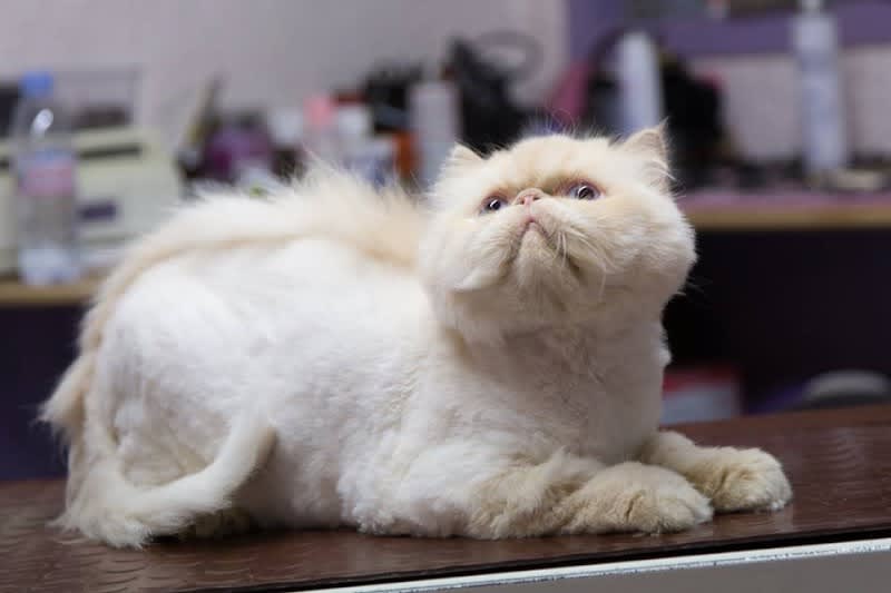 Aux 6 Os d'Or, salon de toilettage chien et chat sur Toulouse — photo