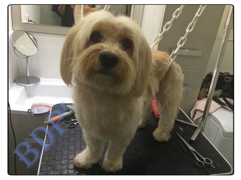 BDP' - Toilettage canin à domicile — photo