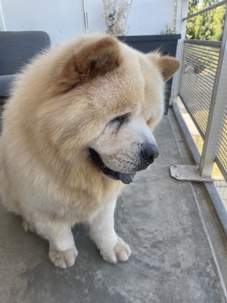 Le Chien Roux — photo