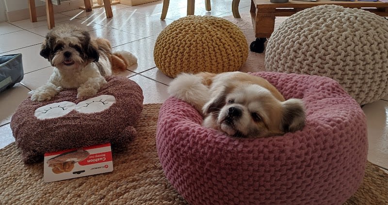 Nos potes à pattes — photo