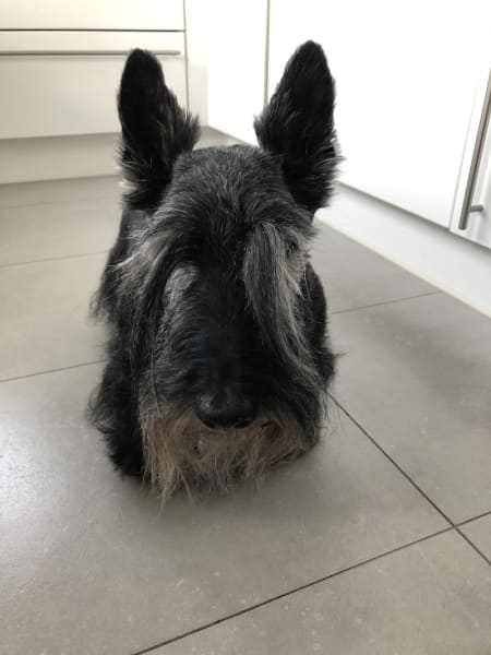 Le Chien Savant — photo