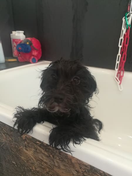 Le Chien Savant — photo