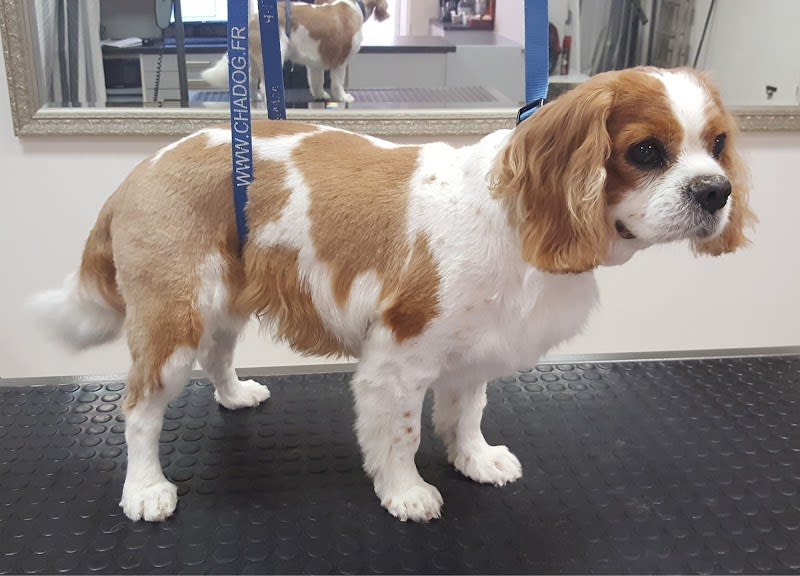 Elegant Dog — photo