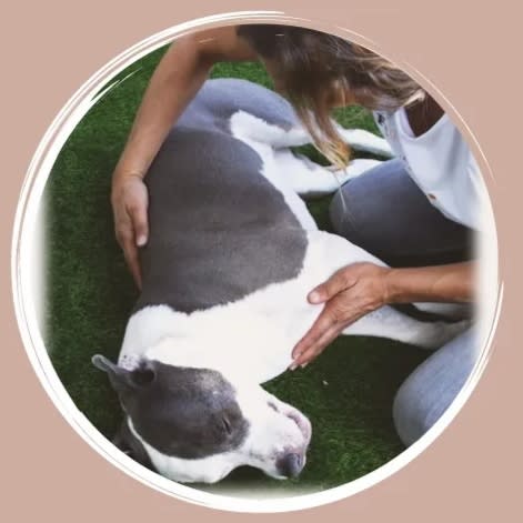 Cécile massage canin — photo