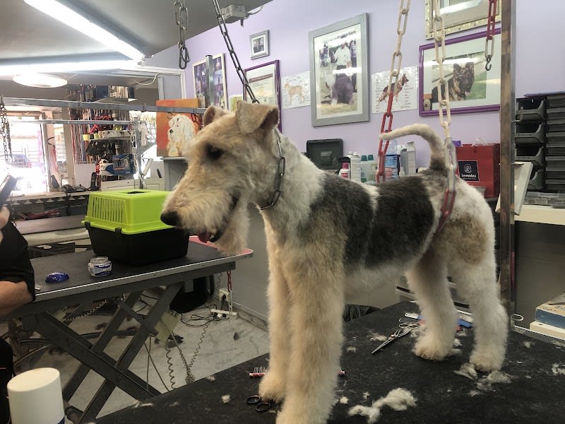 Academy des chiens — photo