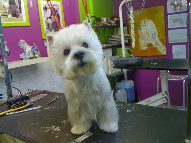 Academy des chiens — photo