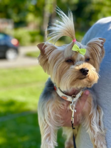 ETAP Chien Toiletteur — photo