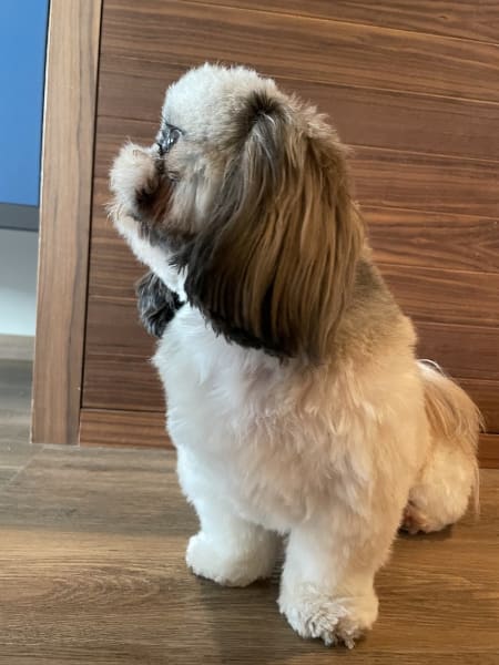 Trésor de Chien — photo
