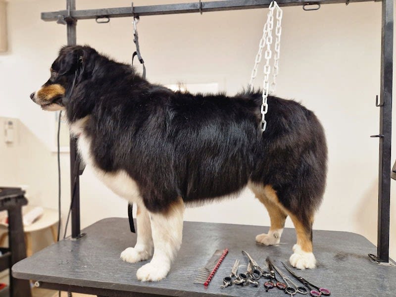 Salon de toilettage Maxi Zoo - Nice — photo