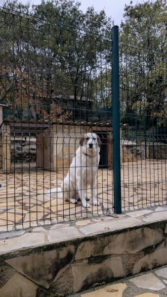 S.P.A.C.A Sauvetage Protection Animaux Côte d'Azur — photo