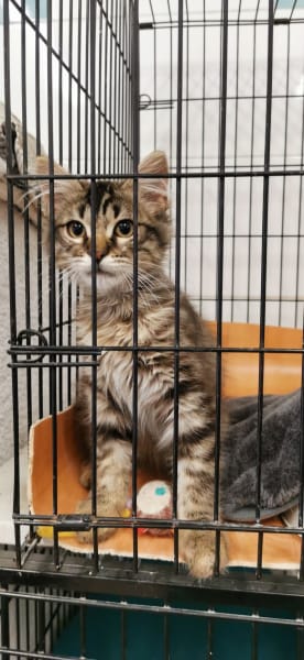 CHIENS, CHATS ET COMPAGNIE — photo