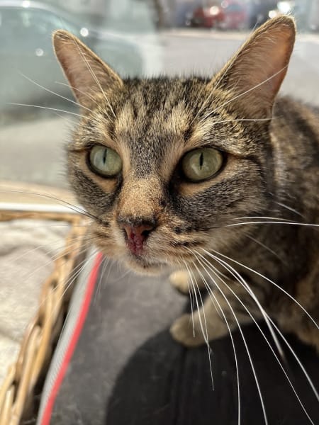 Sauvetage et Chats en Détresse (SCD) Nantes — photo